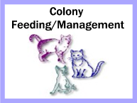 Colony Feeding / Management