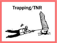 Trapping / TNR